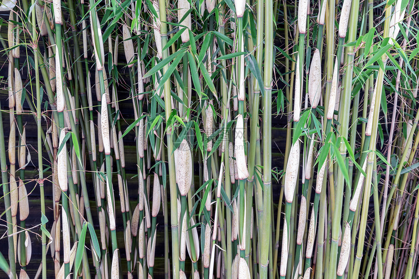 在荷兰种植园的竹叉石图片