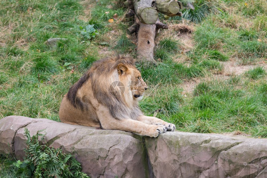 非洲狮子PantheraLeo比利时安特卫普动物园图片