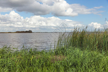 荷兰风景带有湖泊和Reed银行植被的荷兰风景图片