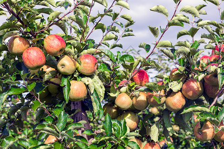 荷兰果园配有成熟的红苹果高清图片