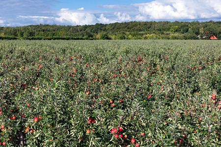 荷兰果园与成熟红苹的空中视图高清图片