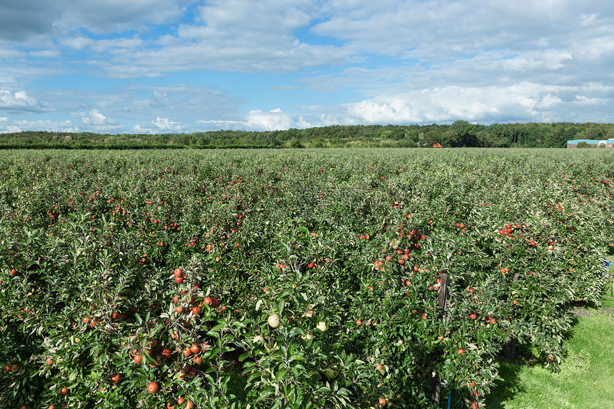 荷兰果园与成熟红苹的空中视图图片