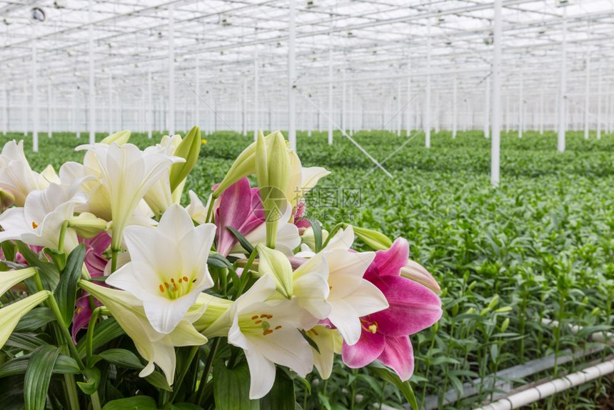 种植百合花的荷兰温室图片