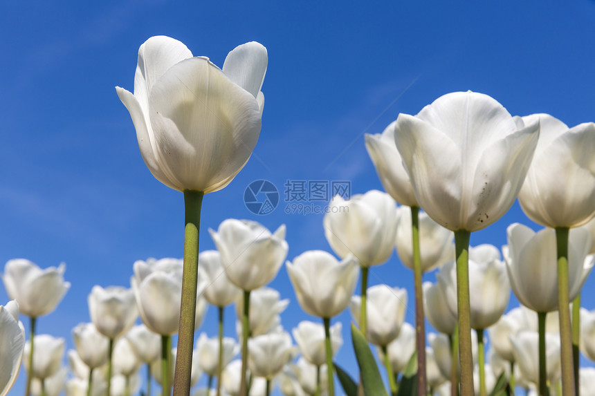 荷兰的田野里有盛开白色郁金香和蓝的天空一个郁金香是孤立的图片