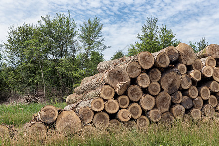 林木工人砍伐的森林中一大批树干林木工人砍伐的树干图片