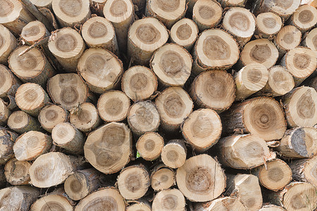 林木工人砍伐的森林树干背景图片
