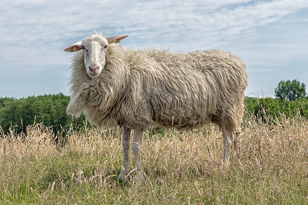 专项长草的荷兰田野中配有专精的羊长草荷兰田野中配有专精的荷兰田野中配有专精的羊背景