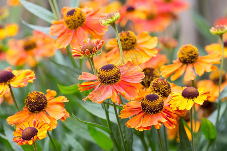 一座装饰花园中的美丽橙色花图片