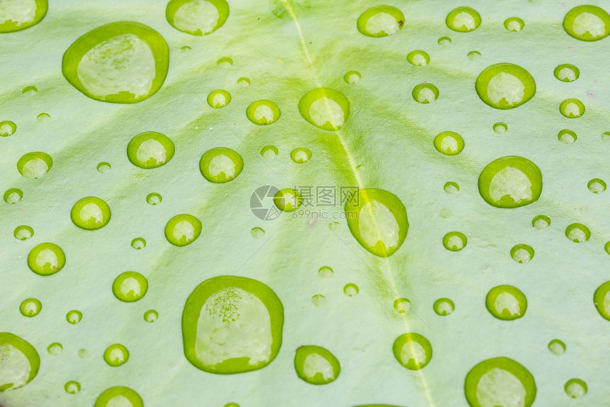 绿莲叶上的雨滴图片