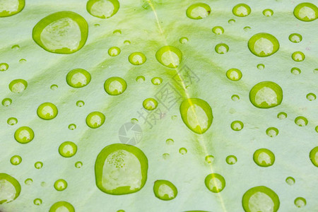 绿莲叶上的雨滴图片