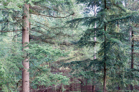 荷兰公园Veluwe森林深厚的fir树底图片