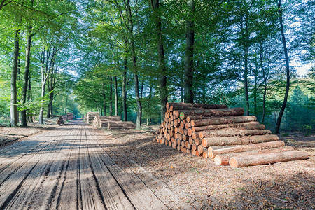 在荷兰公园Veluwe徒步小路有一堆锯树干图片