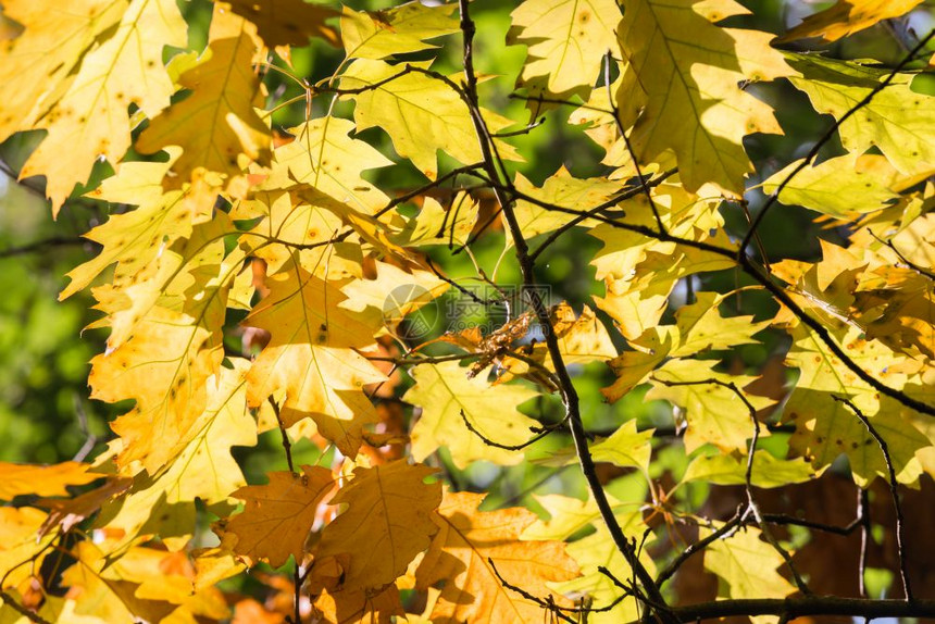明光的阳背景闪耀于多彩的秋叶橡树图片