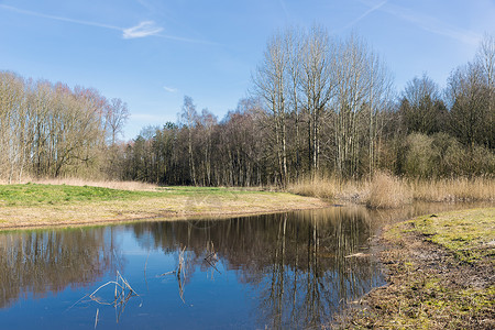 荷兰林地春初在湖中照耀光树的荷兰林地图片
