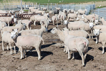 荷兰农场的一群怀孕母羊图片
