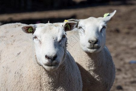 野兔耳朵羊毛荷兰农场的两只好奇羊背景