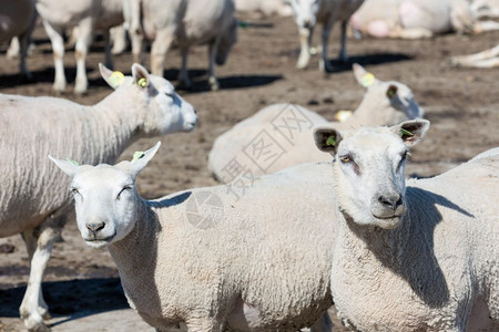 专项荷兰饲养羊群的农场背景