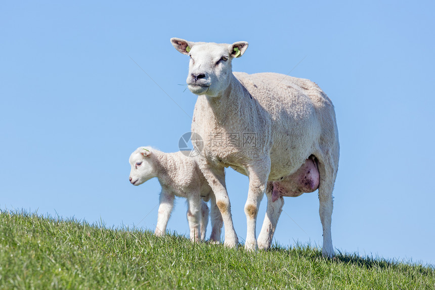 在阳光明媚的一天荷兰田野的羊和小羔图片