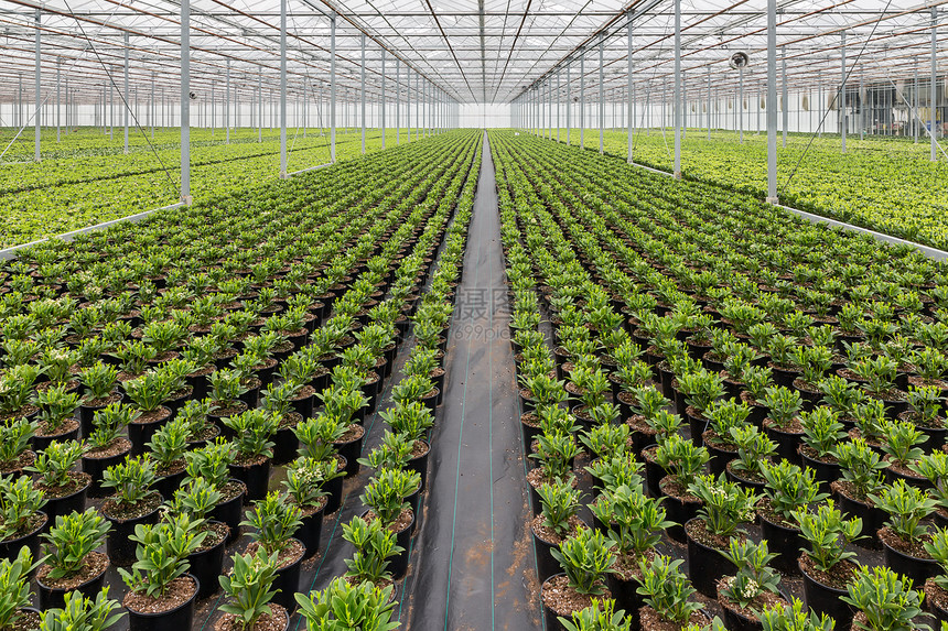 荷兰温室种植苗栽培物图片