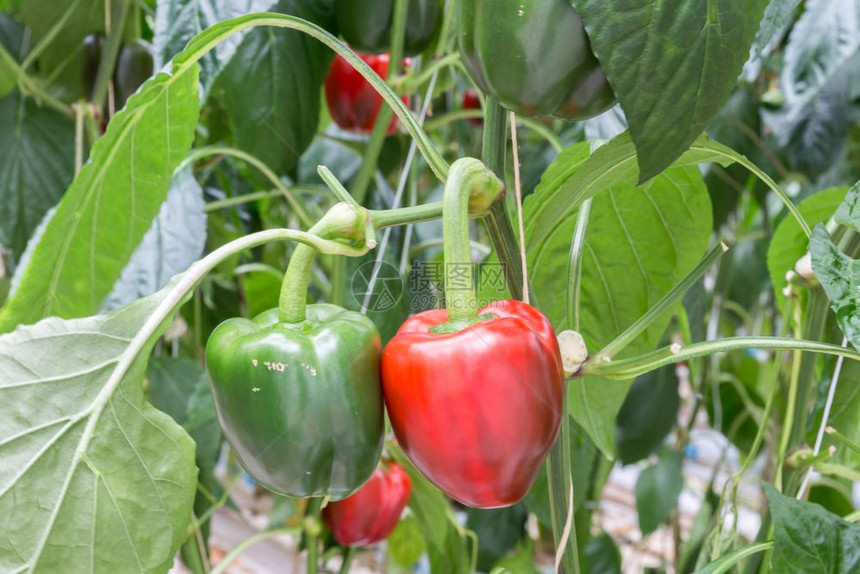 在荷兰温室里种植红辣椒图片