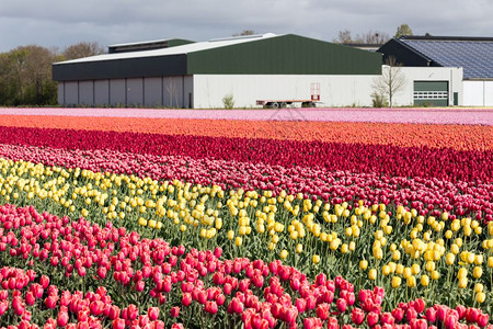 荷兰农田有谷仓和丰富多彩的郁金园图片