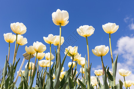 荷兰春天的白色郁金香和黄色的心白郁金香黄心图片