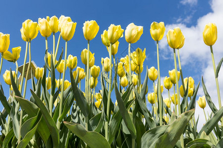 蓝色天空背景的黄郁金香春季背景的黄色郁金香图片