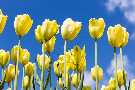 蓝色天空背景的黄郁金香春季背景图片