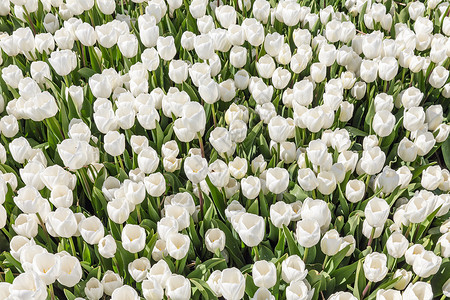 白色郁金花的美景图片