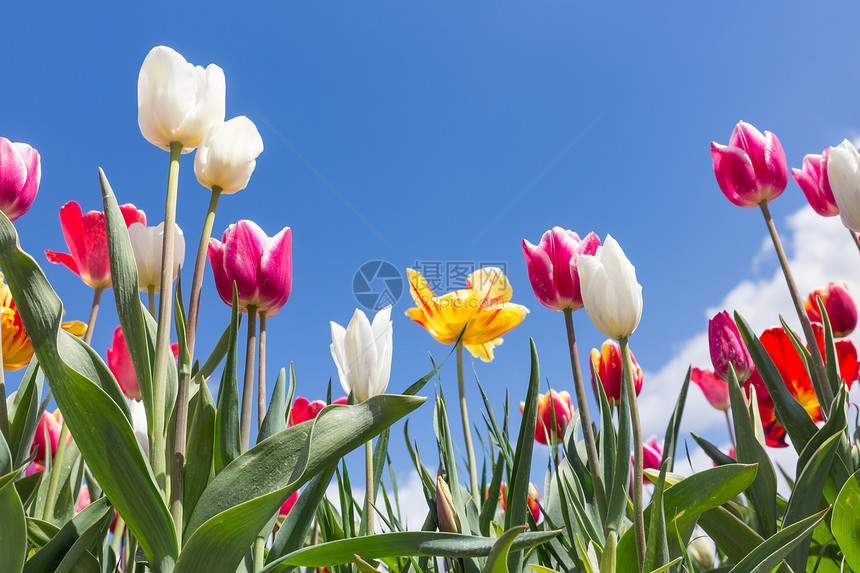荷兰域春季蓝天上有多彩色的郁金香图片