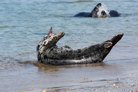 德国赫尔戈兰岛海滩张开嘴的灰豹高清图片