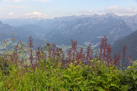 小紫花边框从德国罗斯费尔全景马路和紫花灌木的视图背景