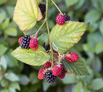 黑莓灌木含成熟的红果和黑含成熟的和红图片