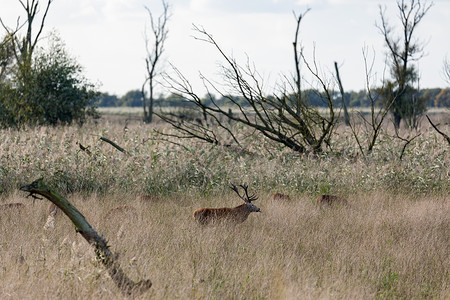 荷兰公园奥斯特瓦德斯帕森与鹿在交配季节公园在交配季节与鹿在一起图片
