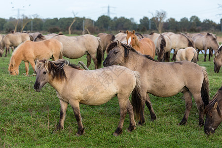 梅尔尼克荷兰公园Oostvaardersplasssen与科尼克马群在一起这个新的荒野中大约有10匹野马背景
