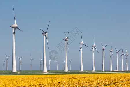 荷兰农田有黄色的郁金田和大风涡轮机图片