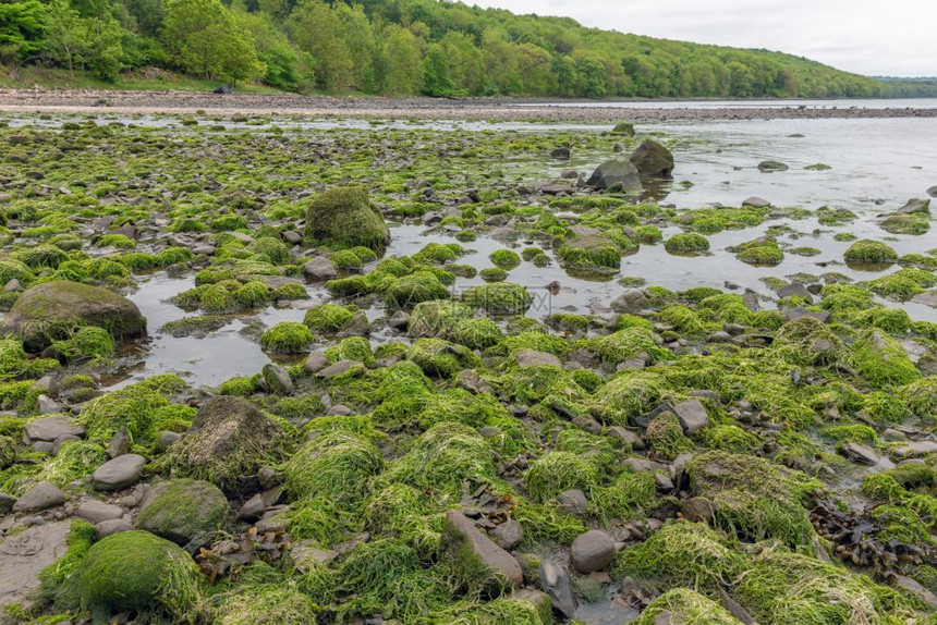 在低潮期苏格兰福特FirthofFortForth苏格兰ForthForth苏格兰海岸岩石和头覆盖着长河岩石和头覆盖着长河图片