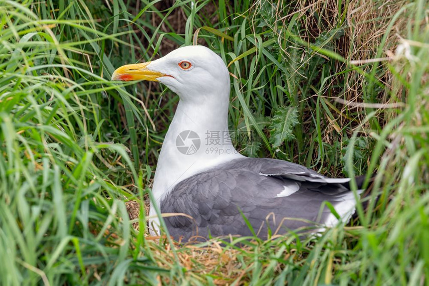在苏格兰爱丁堡附近的因希科姆岛在高草地上筑起海鸥在爱丁堡附近的因希科姆岛兴起海鸥图片
