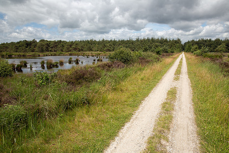荷兰公园中带有森林和湿地的循环轨道荷兰公园中带有森林和湿地的循环路线图片