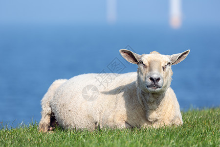 绵羊在荷兰海附近休养背着风力涡轮机在荷兰海附近休养图片