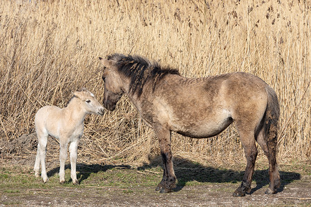 梅尔尼克在莱利斯塔德附近的荷兰公园Oostvaadersplassen一匹科尼克马和一匹小马驹正在刹车在荷兰公园Oostvaadersp背景