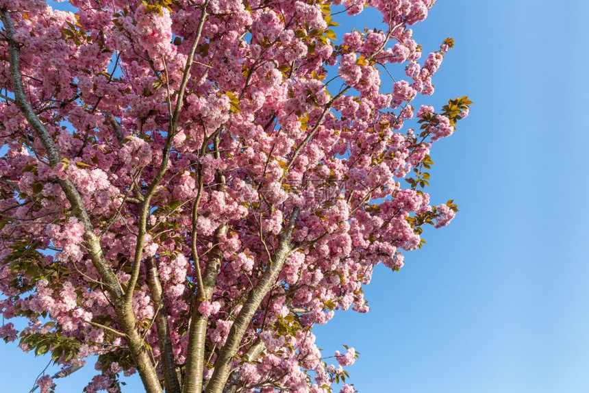 蓝天空的樱花蓝天空背景的粉红花蓝天空背景的樱花和粉红图片
