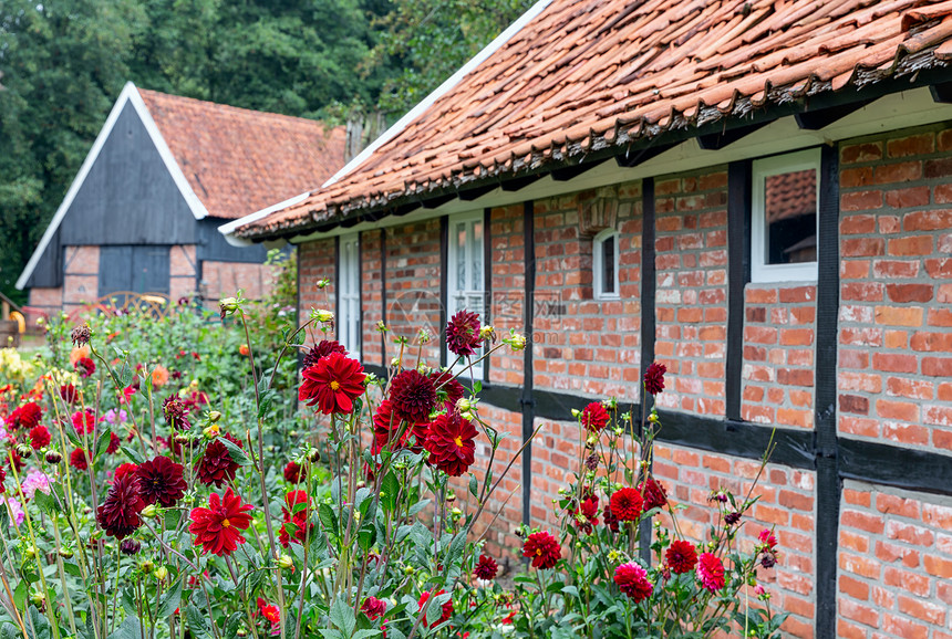 荷兰老农舍和被红色大丽花包围的棚屋图片