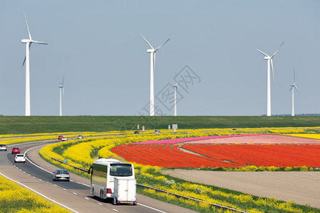 荷兰风车带郁金香栽培油菜种子高清图片