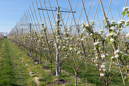 马克内斯春天的苹果园有一排花的树木春季苹果园有花的树木一排树背景