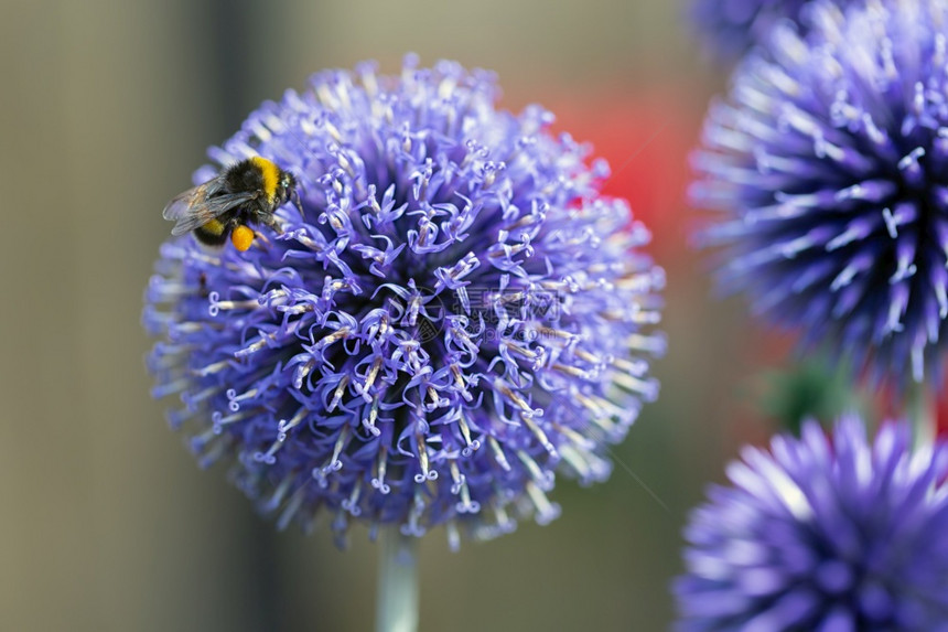 近的蓝色雪花蜜蜂以浅深背景蜜蜂以浅深背景图片