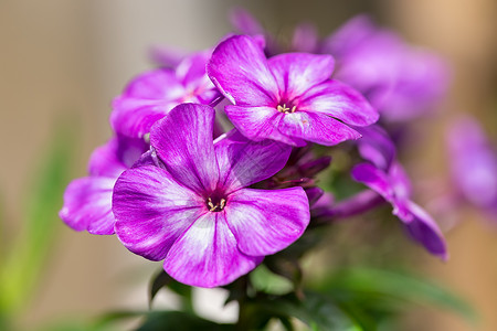 紫色的福禄考花浅而深的背景模糊不清浅层背景的紫色福禄考花背景图片