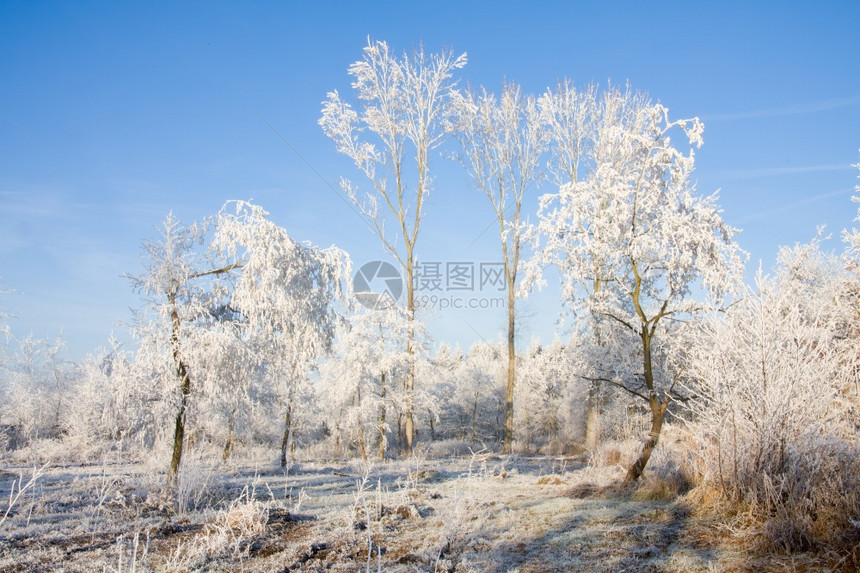 冬季风景森林中的树木覆盖着无霜和清蓝的天空冬季风景树木覆盖着无霜和清蓝的天空图片