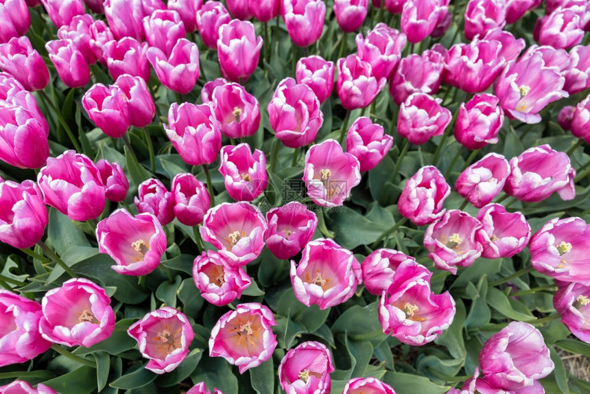 荷兰的紫色郁金香花荷兰的紫色郁金香花图片