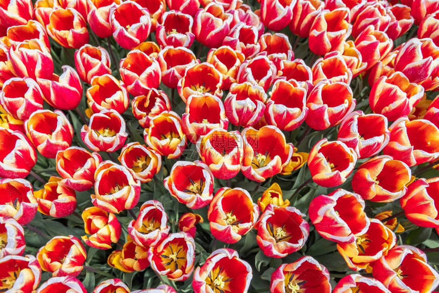 荷兰的红色和白郁金香花荷兰的红色和白郁金香花图片